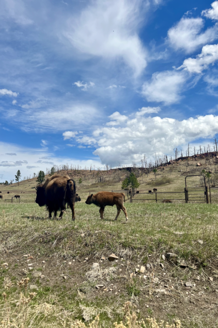 Weekend Trip to Custer, South Dakota: Adventure from the Colorado Front Range